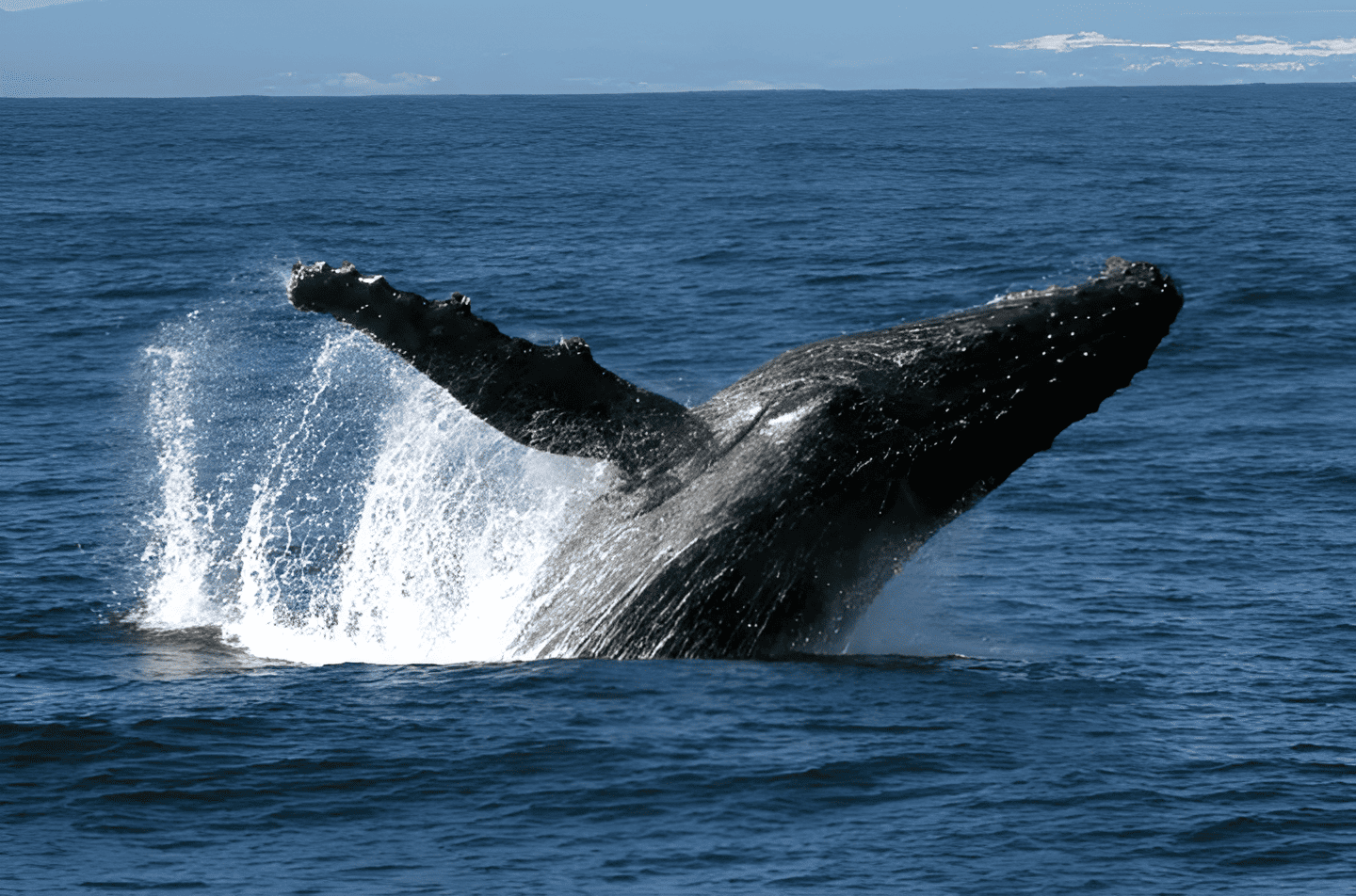 Hilo Ocean Adventures - Royal Humpback Whale Experience